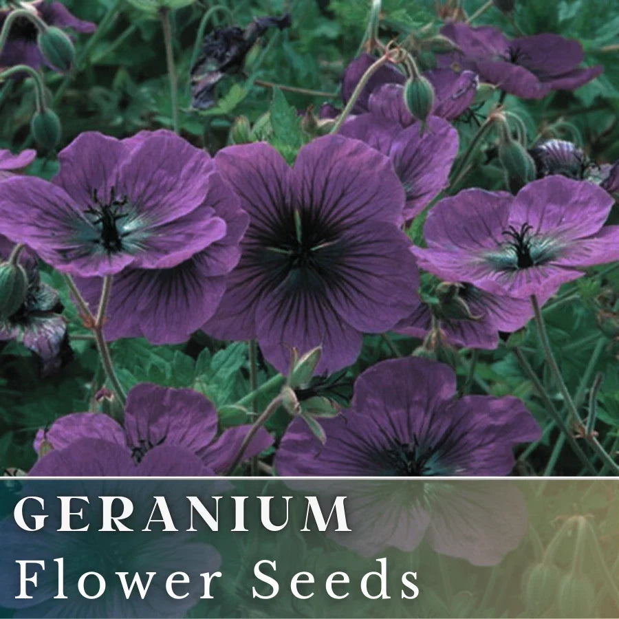 Geranium Seeds - 100+ Dragonheart Fragrant Flower Seeds Pelargonium hortorum Non-GMO for Garden Beds & Containers