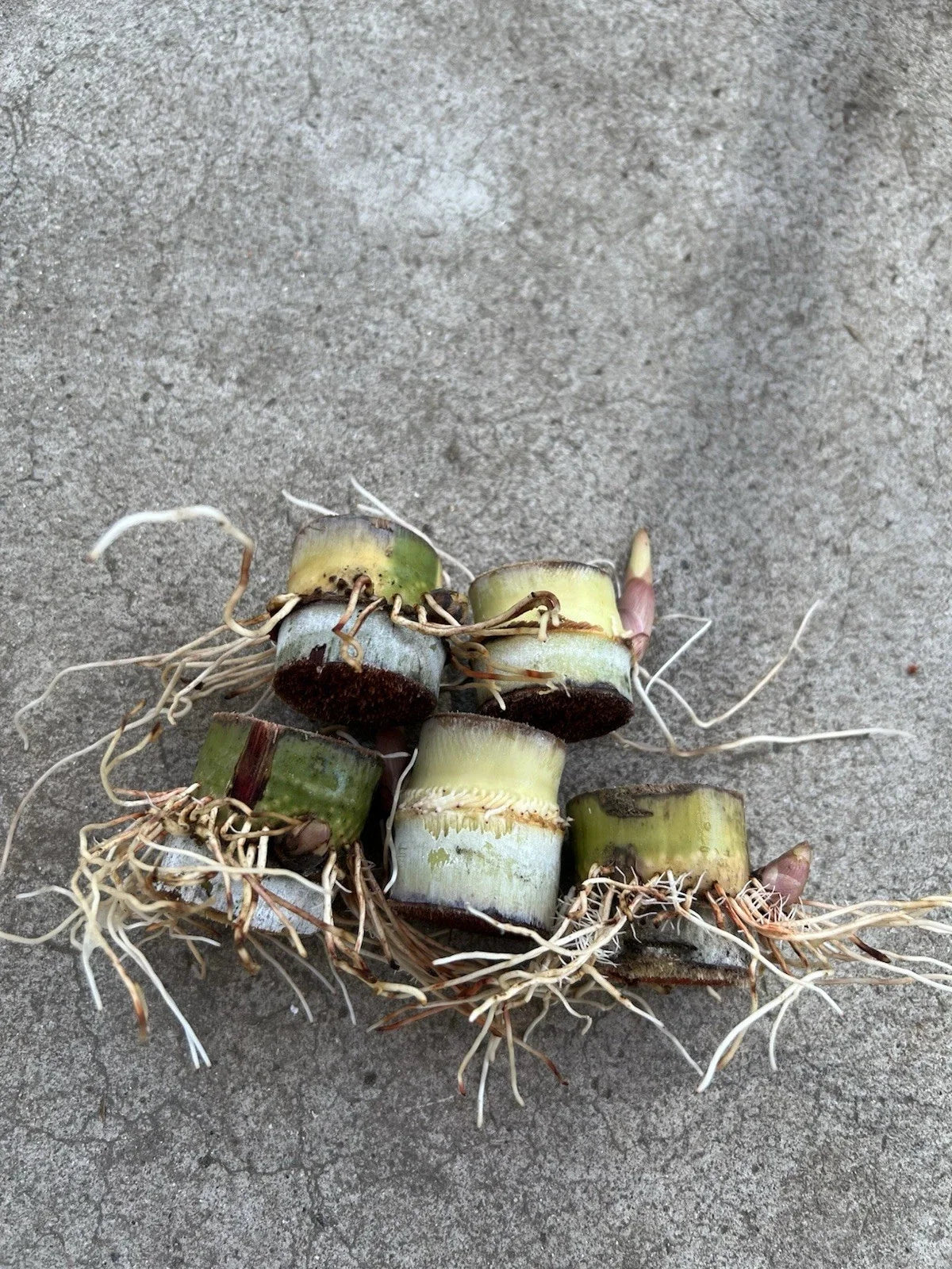 Rooted Sugarcane Cuttings 5pcs Saccharum officinarum Tropical Juicy Plant for Garden, Farm
