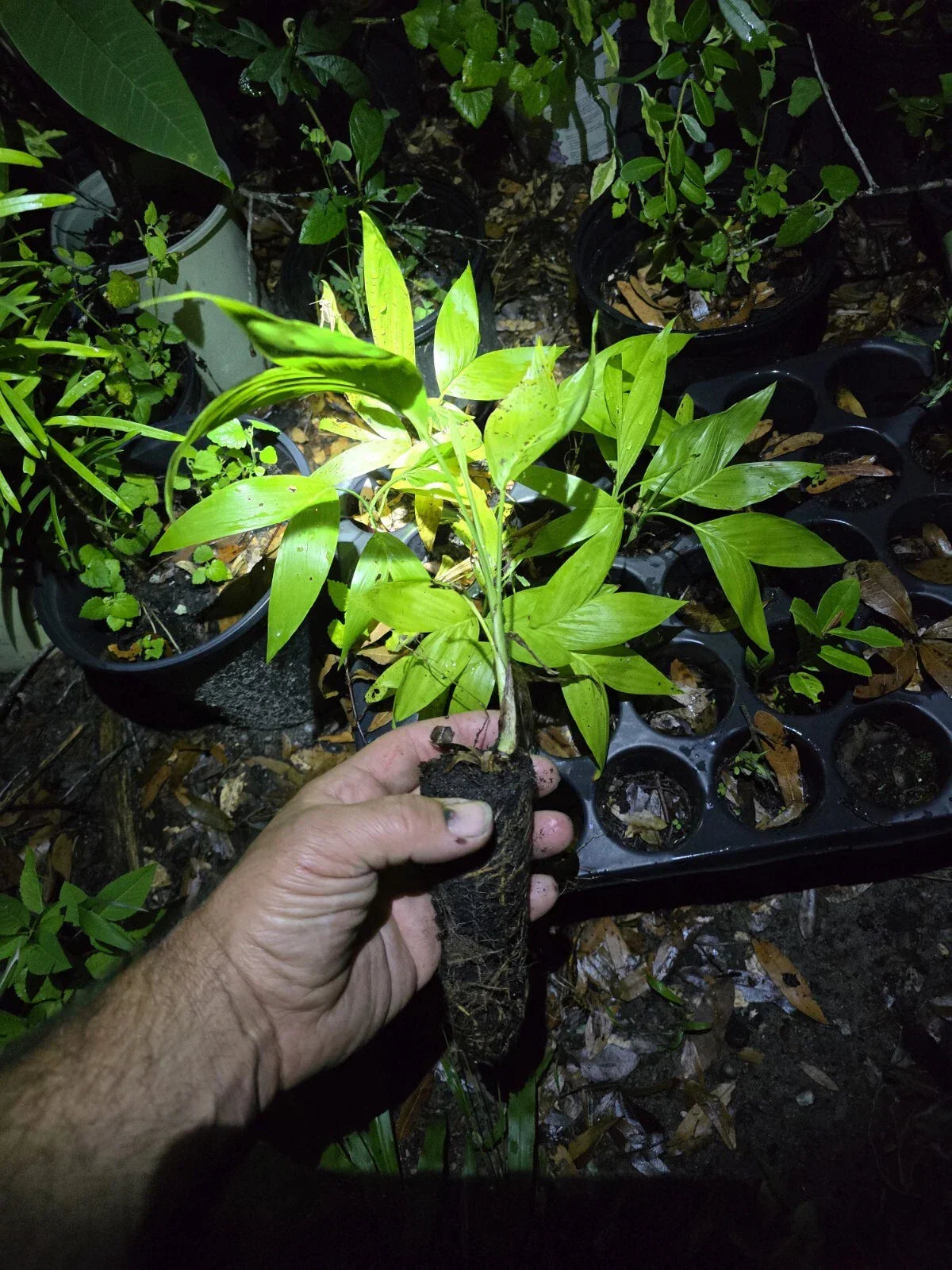 Chamaedorea seifrizii Seedlings Bamboo Palm Starts - Exotic Houseplant with Lush Green Foliage