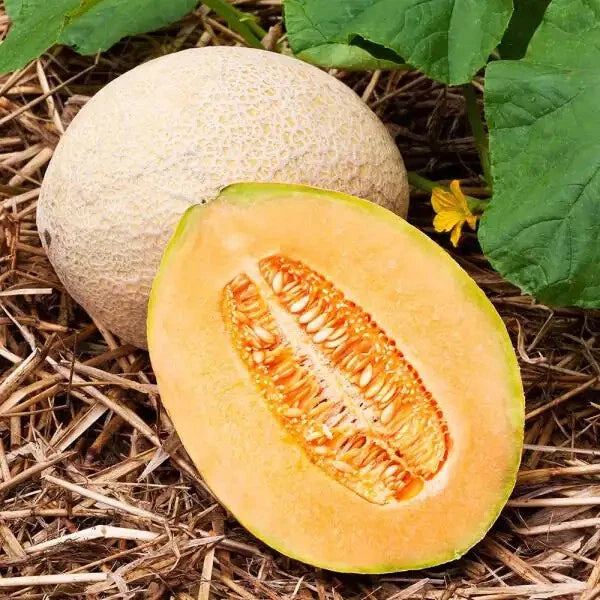 Hales Best Jumbo Cantaloupe Seeds | Heirloom Non-GMO Cucumis melo | 1050 Seeds for Organic Gardening