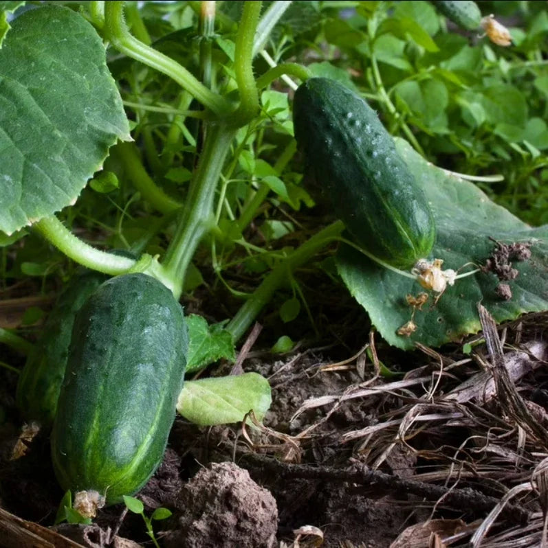 Cucumber Seeds - SPACEMASTER 80 Non-GMO Fast-Growing Vine - 100 Seeds - Cucumis sativus
