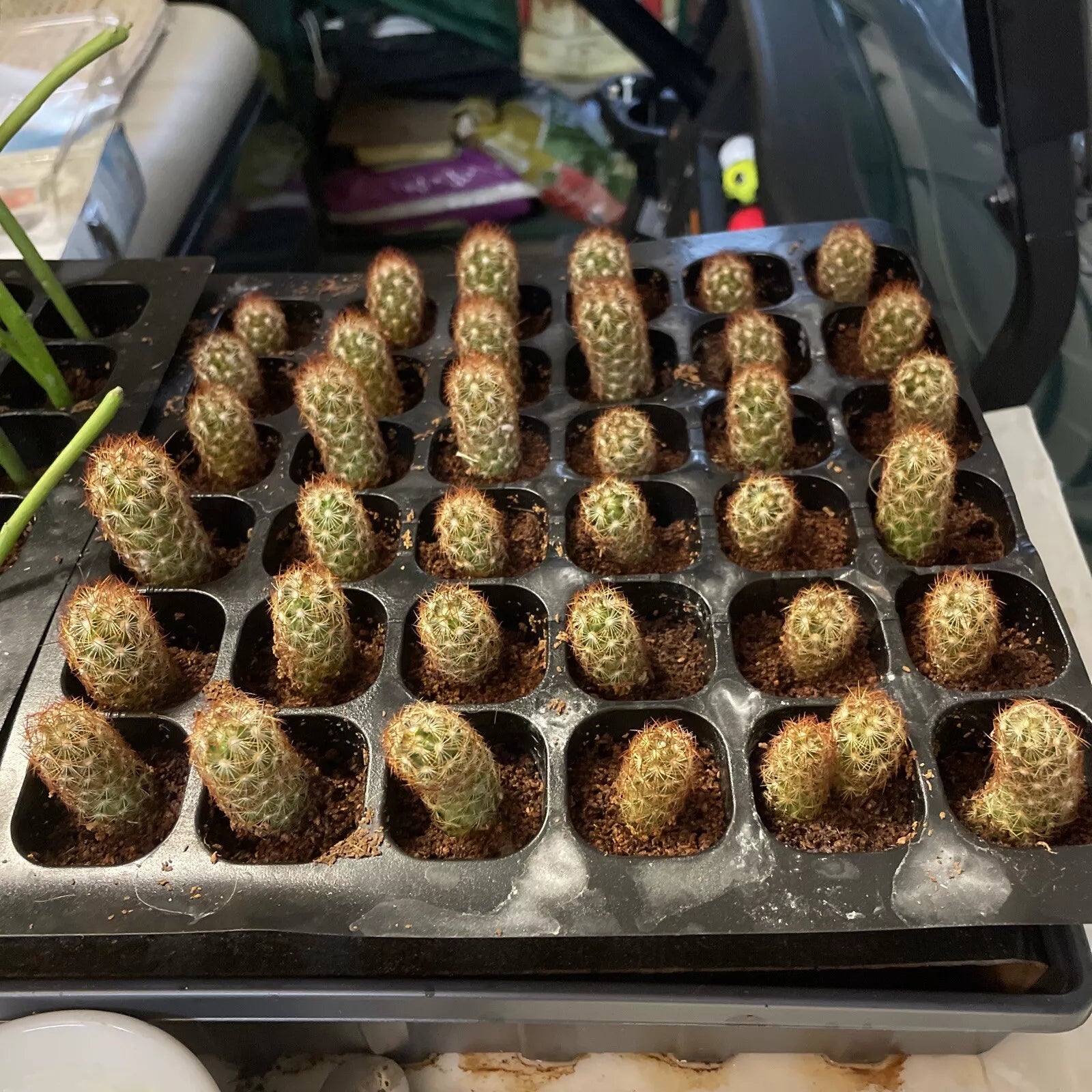 Mammillaria Gracilis Fragilis Cactus 2" Pot, Thimble Cactus with White Spines, Indoor Outdoor, Winter Hardy to 25°F