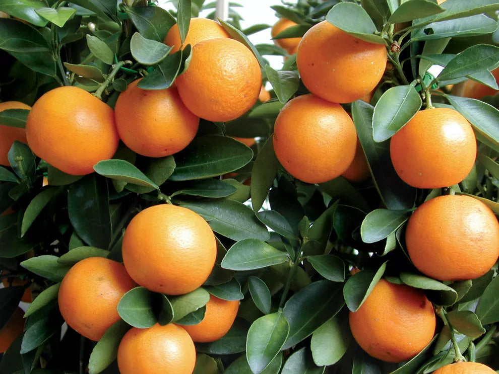 Kumquat Tree Seedling 3"-6" Bare Root Citrus Fortunella Japonica Edible Fruit Fast Growing