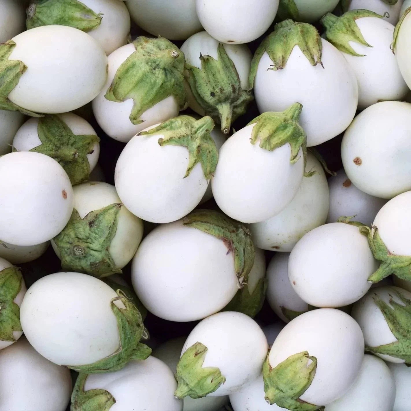 50+ Organic White Egg Eggplant Seeds - Heirloom Non-GMO for Home Gardening