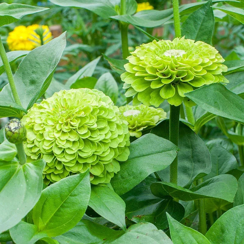 Benary Giant Lime Zinnia Seeds - 100+ Pack, Flower Seeds for Garden Planting, Zinnia elegans, Bright Lime Green Blooms