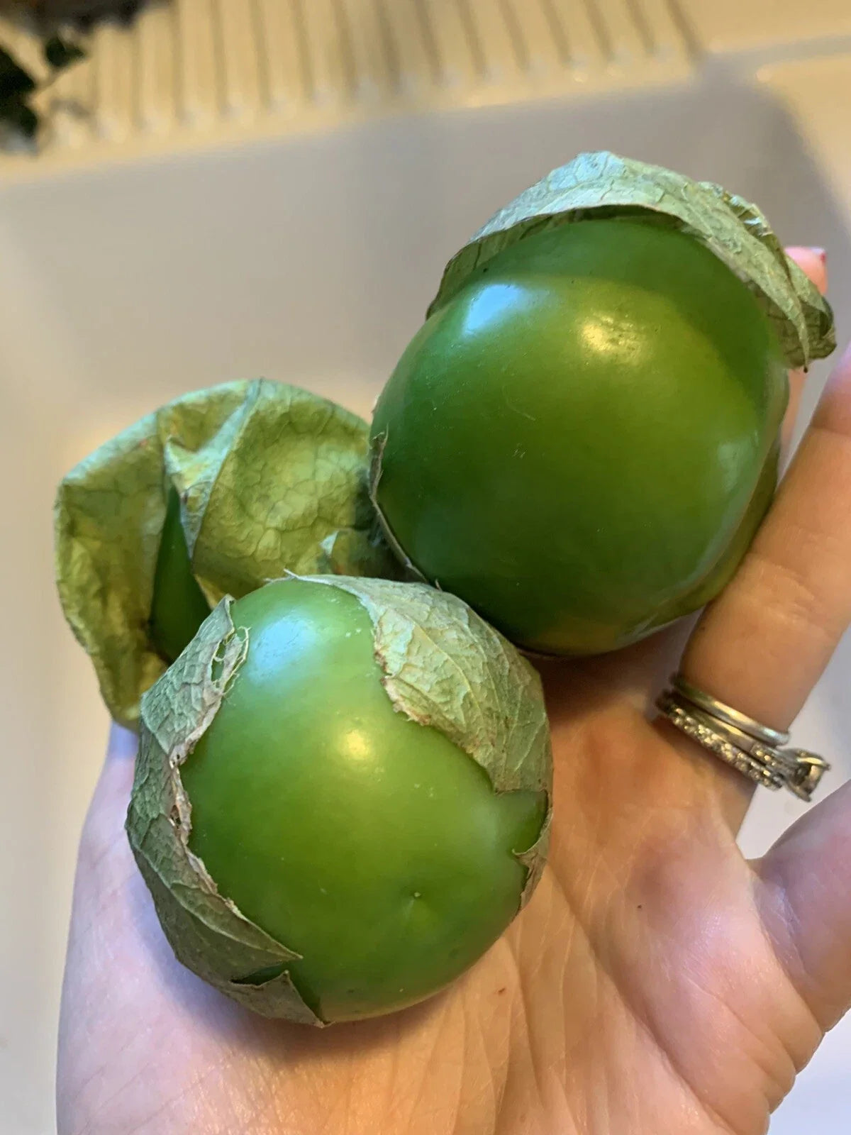 Texas Tomatillo Seeds - Heirloom Verde Salsa Variety for Vegetable Garden, Physalis ixocarpa, 50+ Seeds