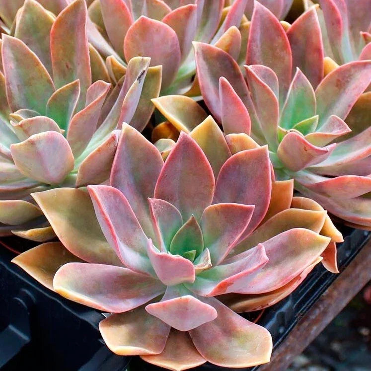 Rare Succulent Graptoveria Dusty Pink Live Plant - 4-Inch Rosette Succulent for Indoor & Outdoor