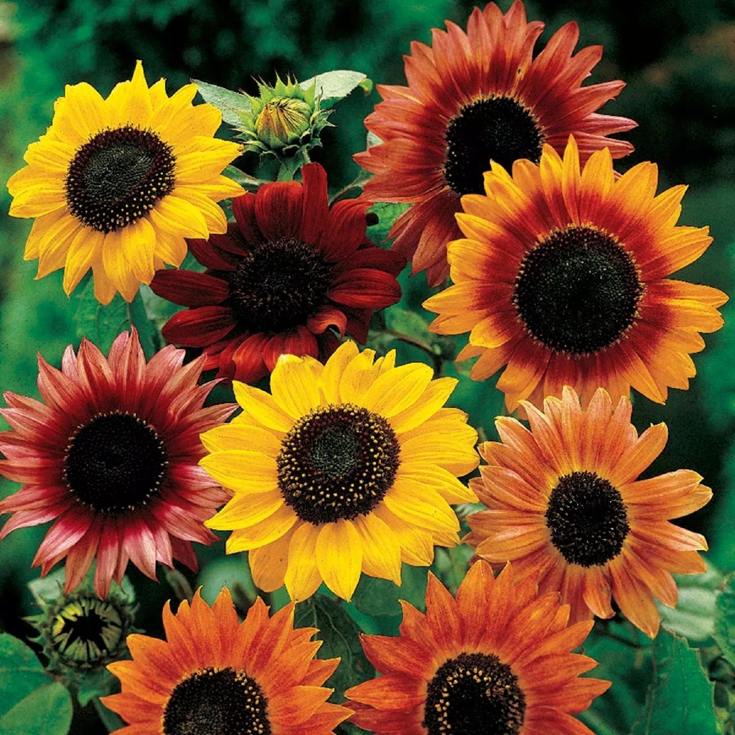 White Autumn Beauty Sunflower Seeds - Helianthus annuus 'Autumn Beauty' - Butterfly Attractor, Warm Colors, Late Season Blooms, 10 Pack