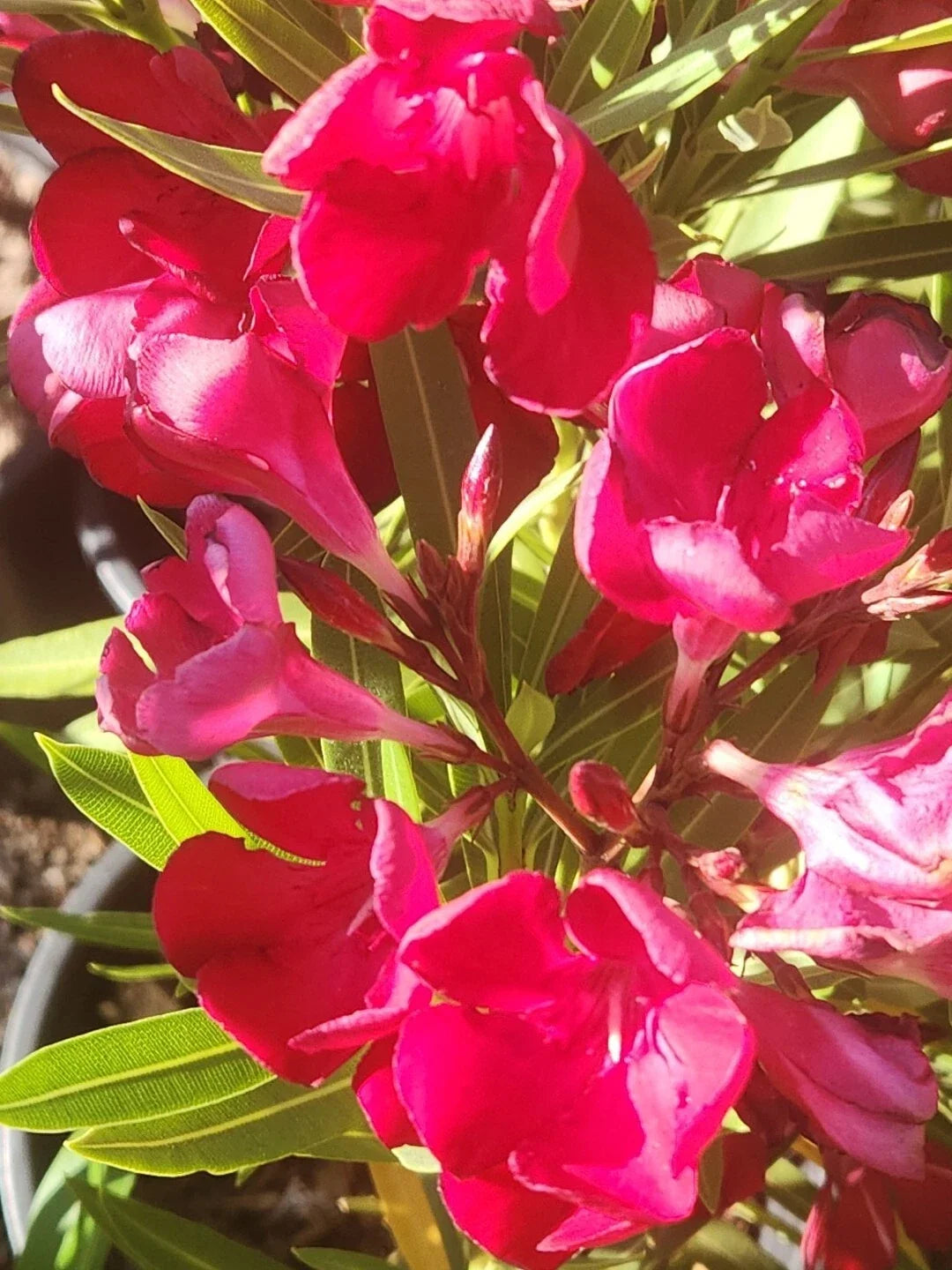 Red Oleander Seeds - 60 Nerium oleander Flower Seeds for Garden & Indoor Planting - Vibrant Red Bush Seeds