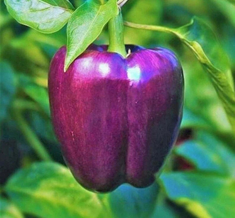 Purple Beauty Bell Pepper Seeds - Non-GMO Sweet Capsicum annuum Seeds for Container Gardening
