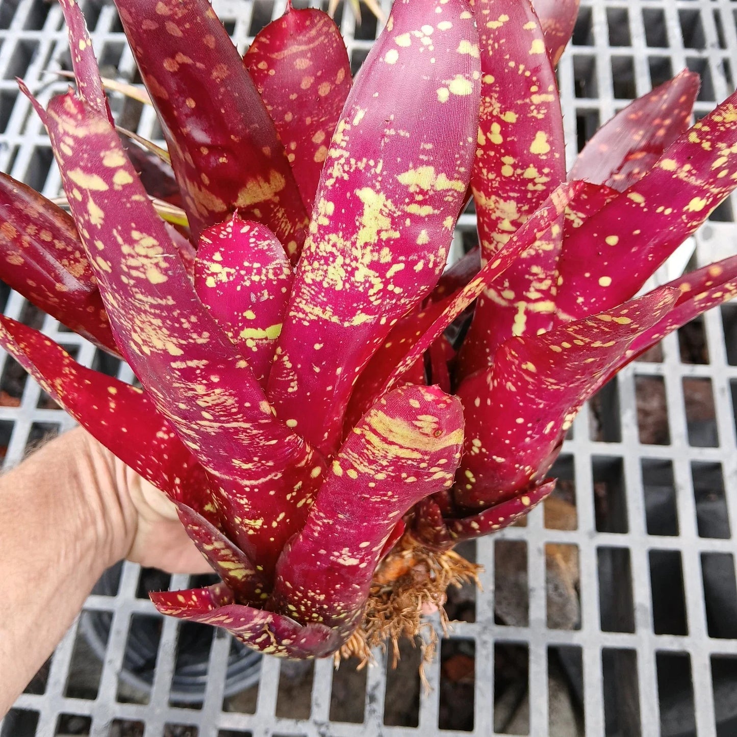 Large Bare Root Bromeliad Plants Set – Red Neoregelia Burgundy Tropical Houseplant, 3 Pups
