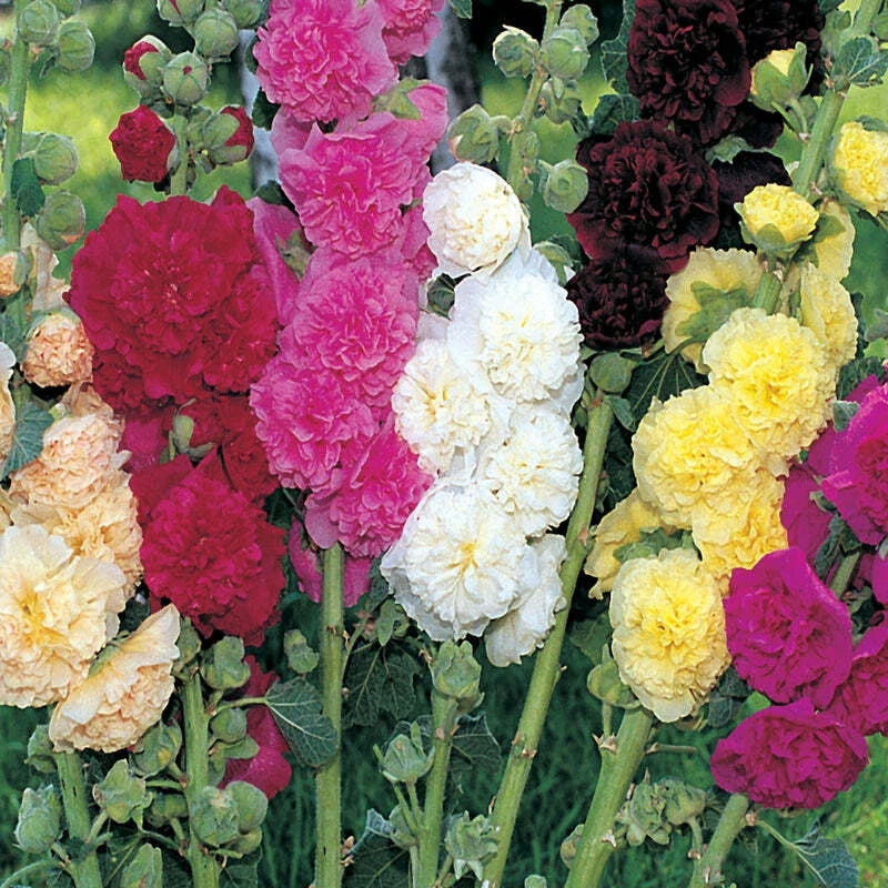 Hollyhock Powderpuffs Mix Bare Root Plants Set of 2 - Alcea rosea, Large Pastel Flowers, Tall 5-7 ft, Zones 3-9