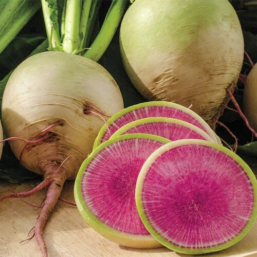 Watermelon Radish Seeds | Heirloom Non-GMO Organic Vegetable Seeds | Raphanus sativus | 250 Seeds Packet