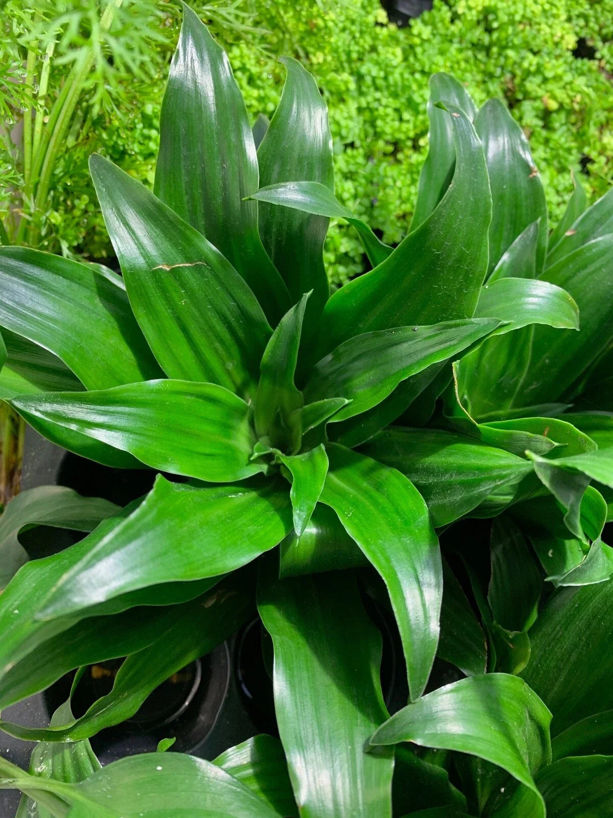 Janet Craig Pineapple Plant - Dracaena Compacta Live Indoor House Plant - Greenery, Low Light, Pet Safe