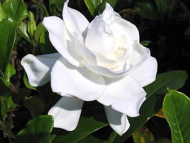 Heirloom Gardenia Bush 1.5-2ft White Cape Jasmine Live Plant Gardenia Jasminoides, Fragrant White Flowers, Evergreen Shrub