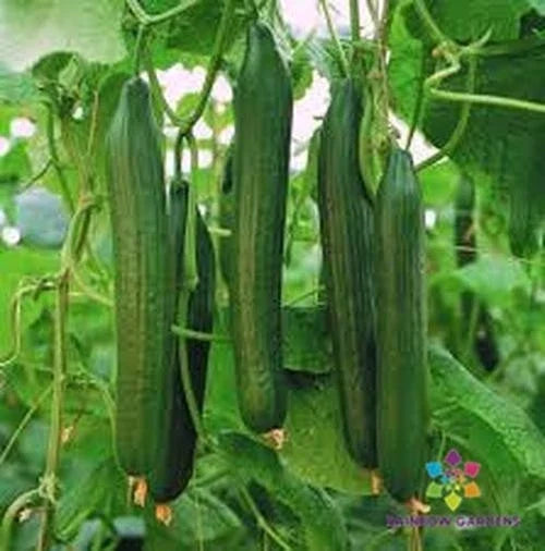 Carmen Cucumber Seeds – Heirloom, Non-GMO, Vining, Cucumis sativus, for Garden, Salad, Pickling, 25 Pack