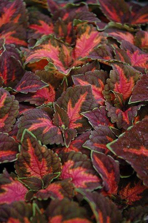 Coleus Seeds - Festive Dance Variety - Colorful Foliage - Coleus blumei - Indoor & Outdoor Gardening