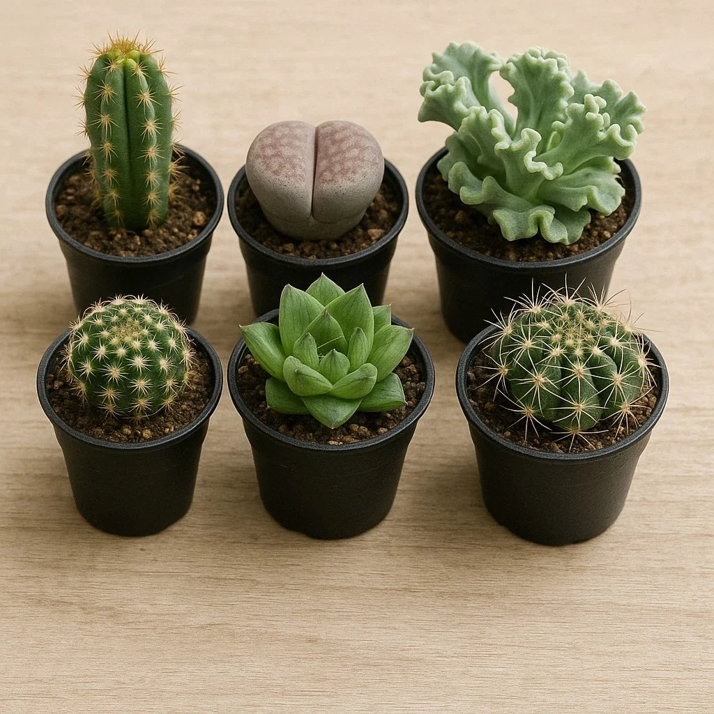 Succulent Variety Pack Set of 6 Live Echeveria Plants Multicolor Rosette Indoor Outdoor