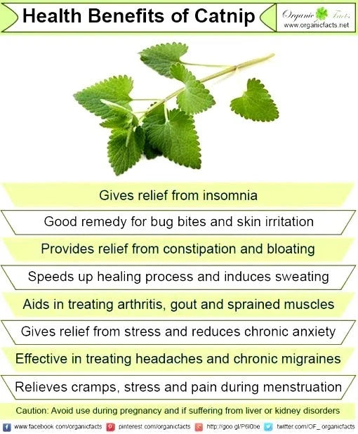 Catnip Seeds - 400 Non-GMO Open Pollinated Organic Herb for Cats - Nepeta cataria, Herbaceous Perennial
