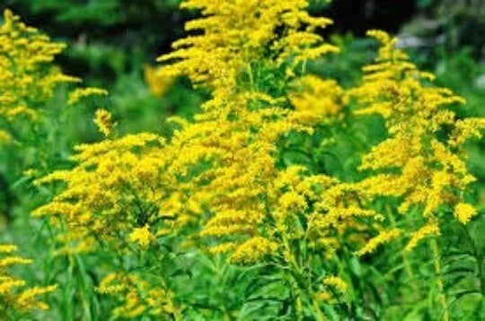 Goldenrod Seeds - 200 Seeds of Solidago Rigida Wildflower and Medicinal Herb