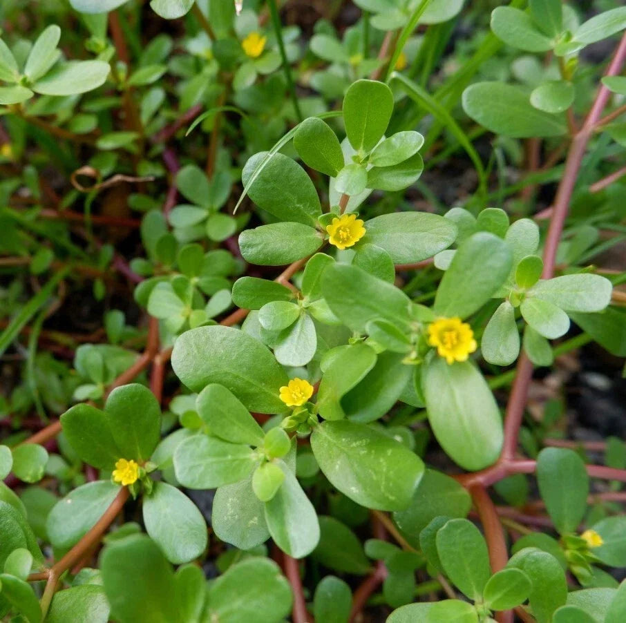Small Purslane Plants 6-Pack - Edible Succulent with Tangy Flavor - Portulaca oleracea Starter Plants