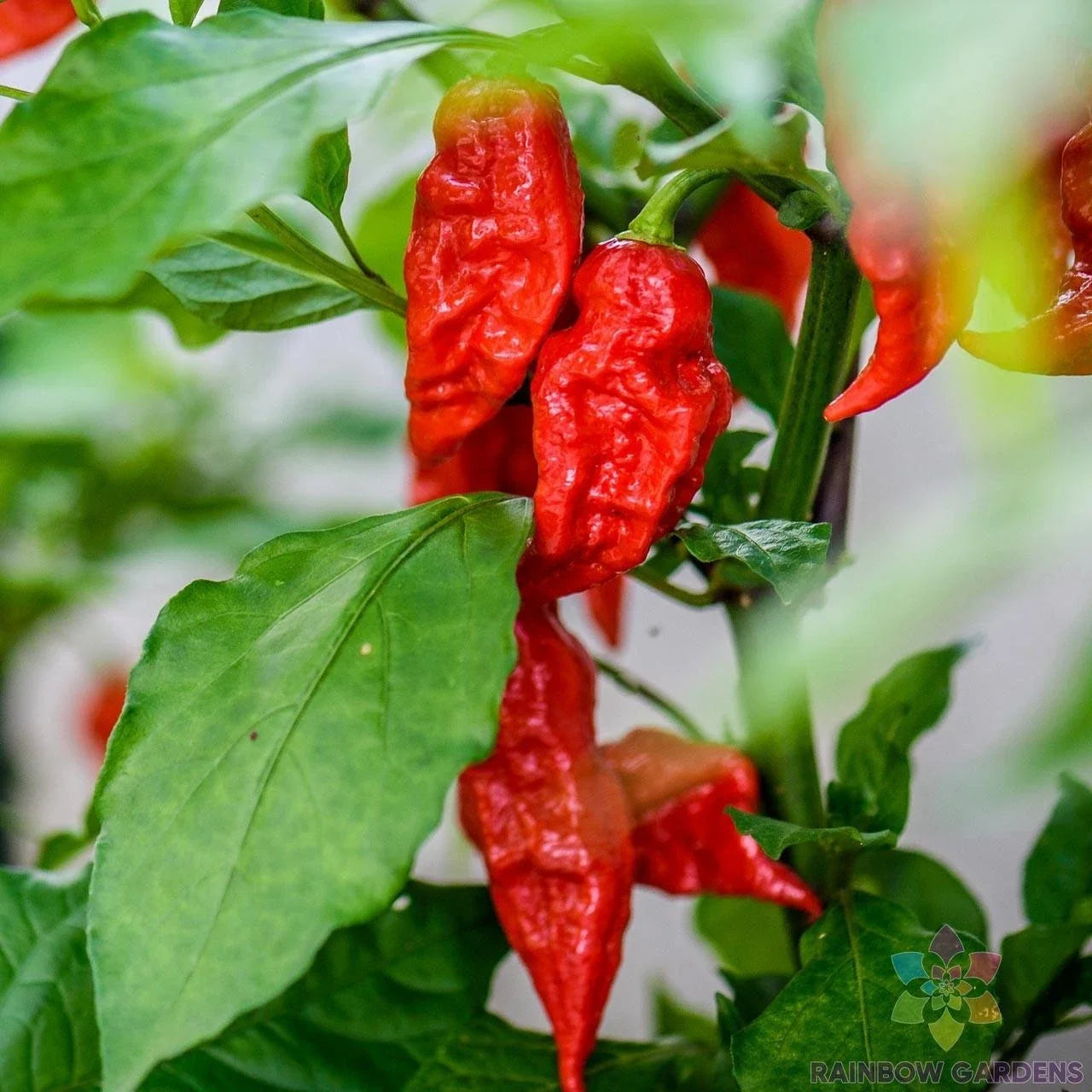 Bhut Jolokia Hot Pepper Seeds - 25+ Pack, Ghost Pepper, Capsicum chinense, Spicy Chili Seeds for Gardening & Cooking