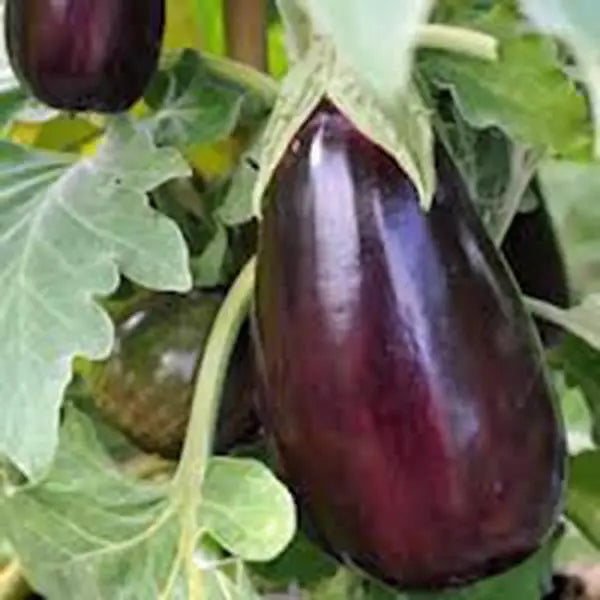Eggplant Seeds 100 Count Black Beauty Heirloom Non-GMO Solanum melongena
