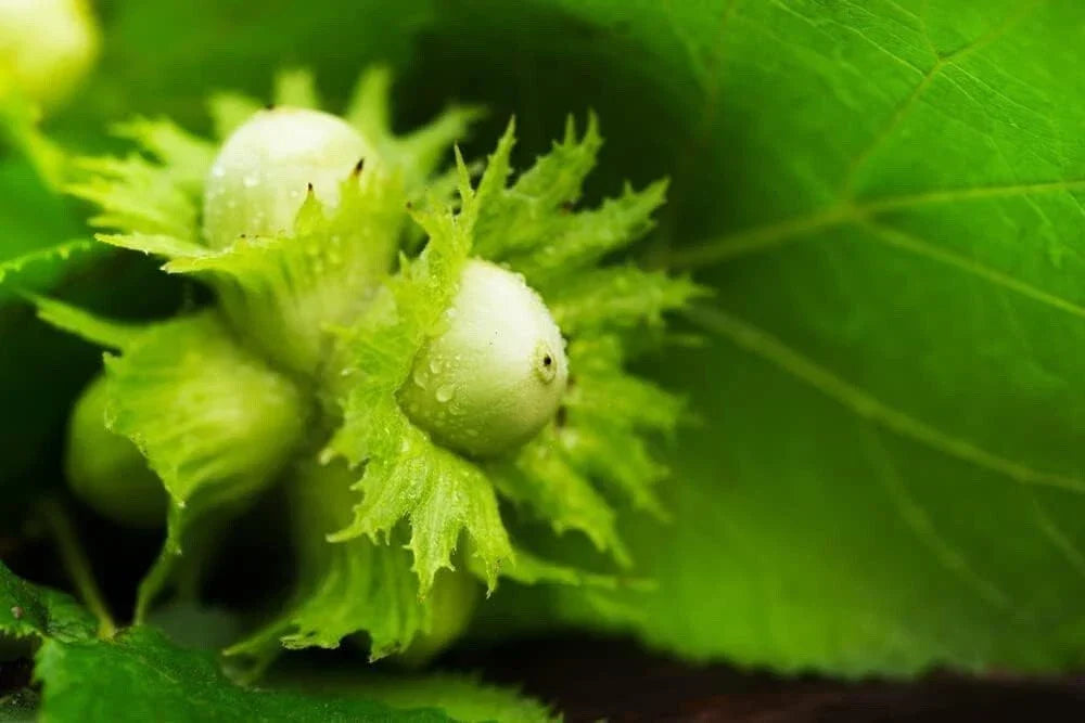 American Hazelnut Tree Seeds - Organic Corylus Americana for Hardy Nut Trees, Zones 4-8