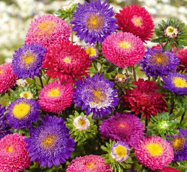 Aster Seeds Mix Pompon Variety Non-GMO for Cut Flowers, Bees & Butterflies - Aster rubens, 200 Seeds