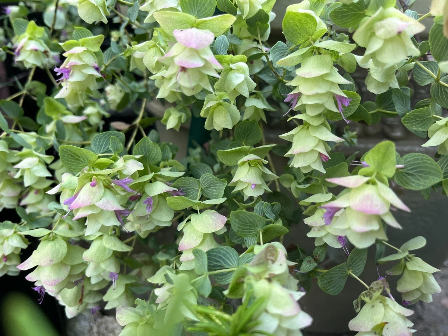 Ornamental Cascade Oregano Plant Well-Rooted Plug - Kent Beauty, Variegated Ground Cover Herb, Origanum rotundifolium