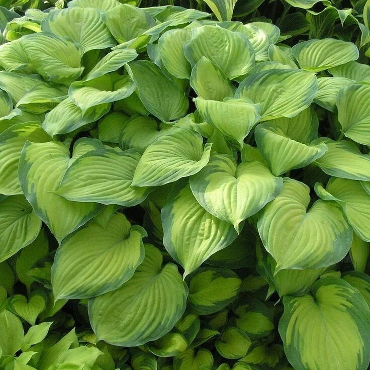 Guacamole Hosta Plant 4" Pot Variegated Shade Green Foliage Hosta sieboldiana