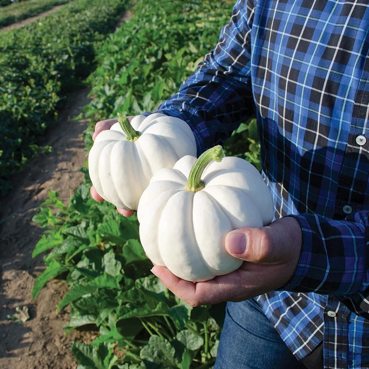 Casperita Pumpkin Seeds - 20 Small White Decorative Pumpkins - Non-GMO Cucurbita pepo for Garden & Fall Decor