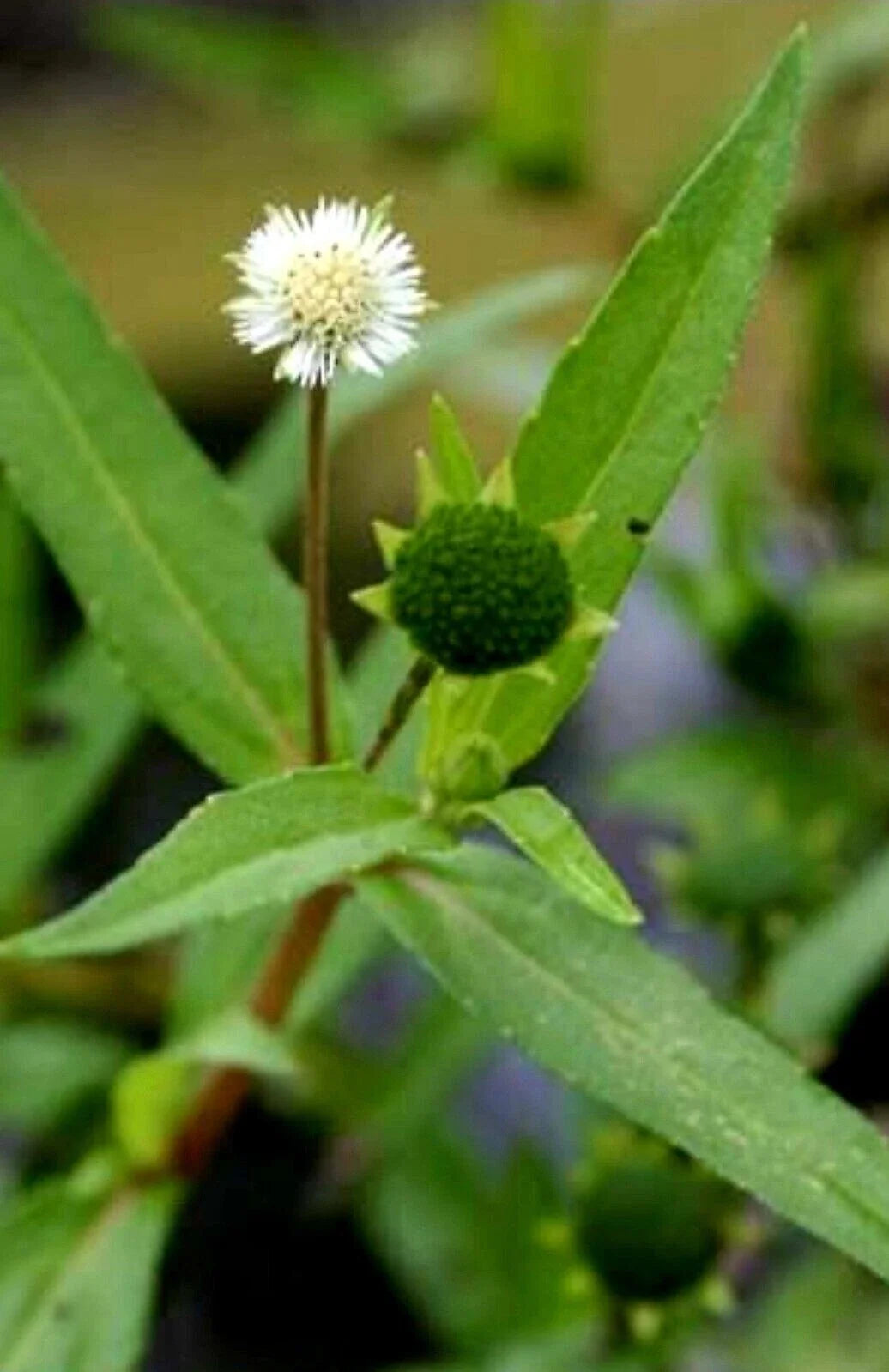 Organic Eclipta Prostrata Seeds - 200+ Pack, Bhringaraj, Yerba de Tago, Non-GMO, Ground Cover, Herbal Plant