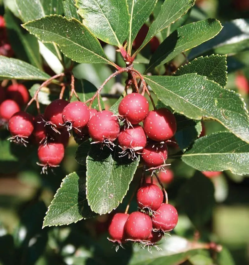 Thornless Hawthorn Tree Seeds - Crataegus crus-galli - Easy to Grow, Landscaping, Privacy Screen, 30 Seeds