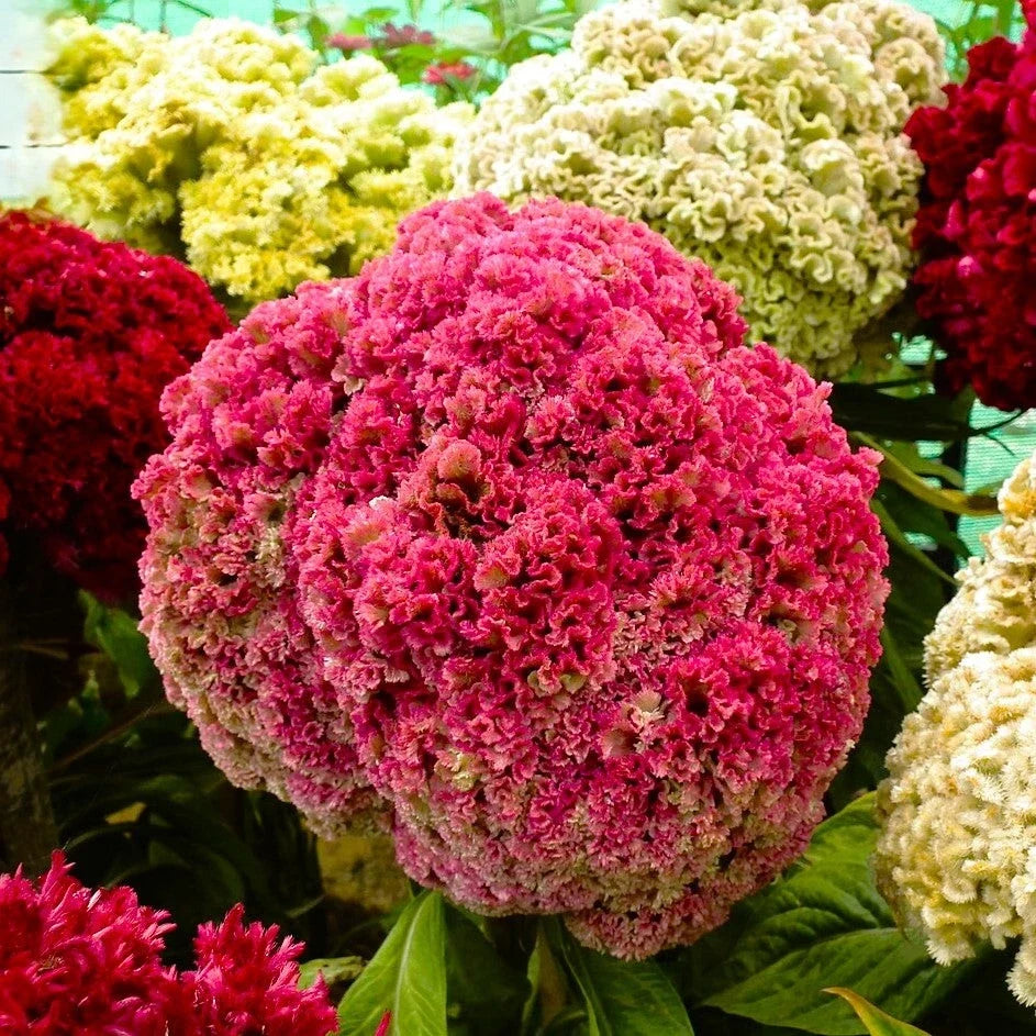 Cockscomb Seeds - Tall Mix Crested Celosia cristata Flowering Plant Pack of 50