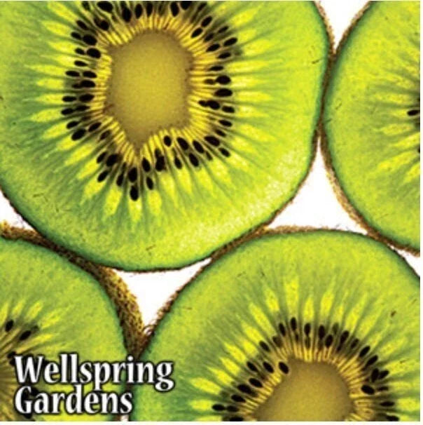 Vincent Female Kiwi Plant - Live 3-Inch Pot Actinidia chinensis Climbing Vine for Garden & Patio