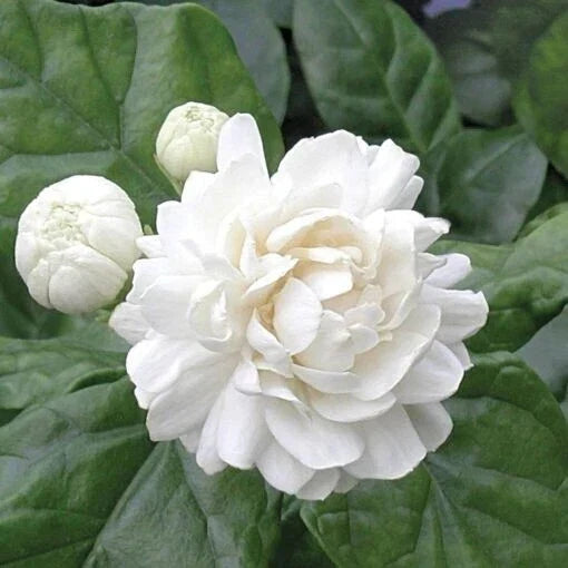 Grand Duke of Tuscany Jasmine Plant - Small Rooted Starter - Jasminum Sambac - Fragrant Indoor Flowering Plant