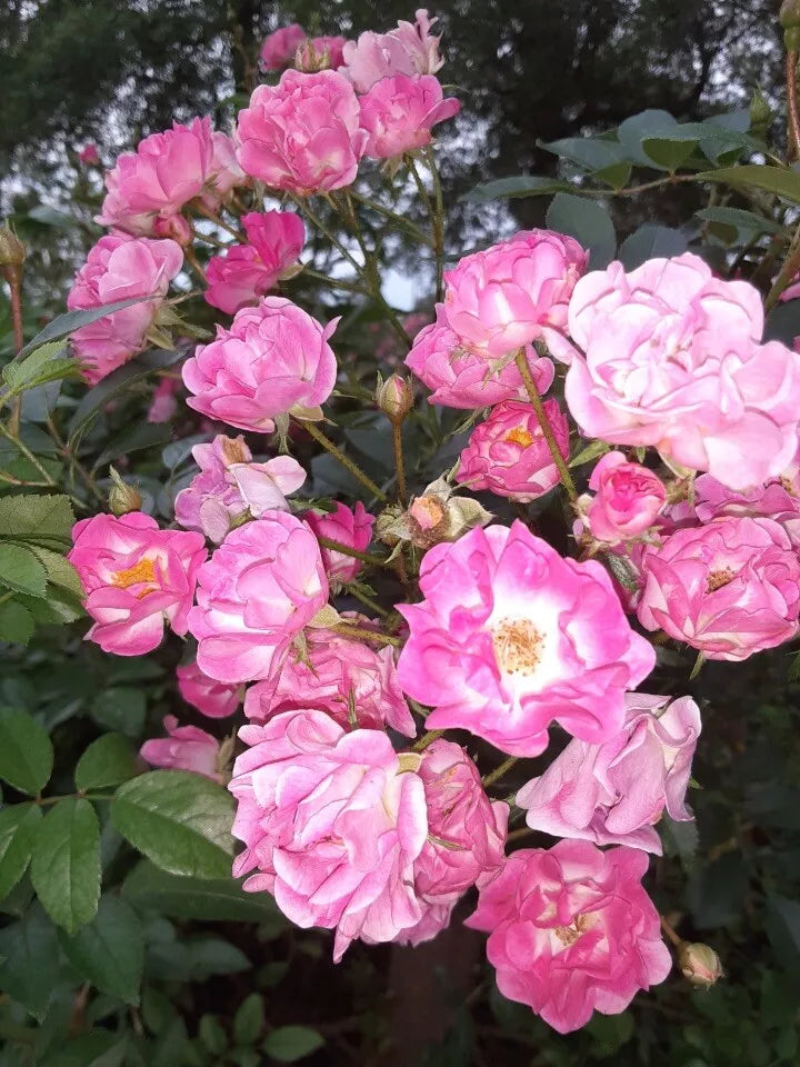 Pink Madame Norbert Levavasseur Rose Cuttings (4) - Rosa 'Madame Norbert Levavasseur' for Garden, Container, Pollinator Attracting