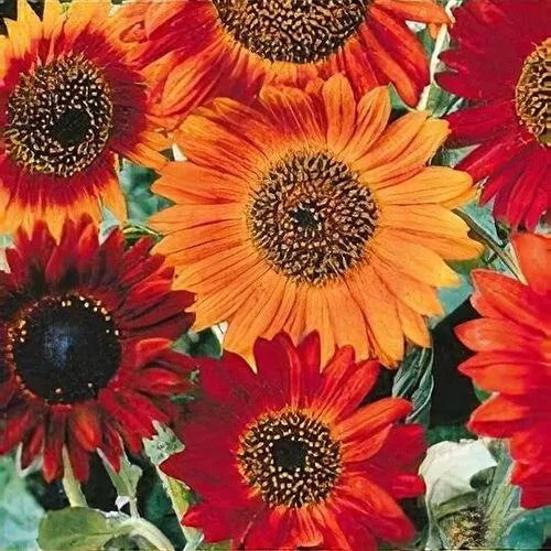 Earthwalker Sunflower Seeds 50+ Heirloom Annual Cut Flower NON-GMO USA Grown