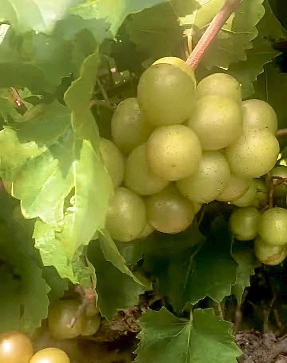 Organic Muscadine Grape Cuttings - 6 Unrooted Scuppernong Vines, 6" Long, Vitis rotundifolia, Climbing Vine for Garden or Vineyard