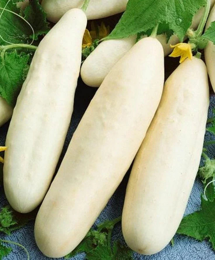 White Wonder Cucumber Seeds 50+ Heirloom NON-GMO Vegetable Garden Seeds