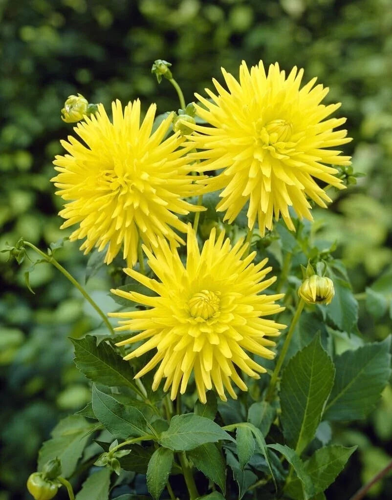 Yellow Cactus Dahlia Tubers - 3 Large Planting Tubers - Bright Yellow Dahlia pinnata for Garden & Cut Flowers