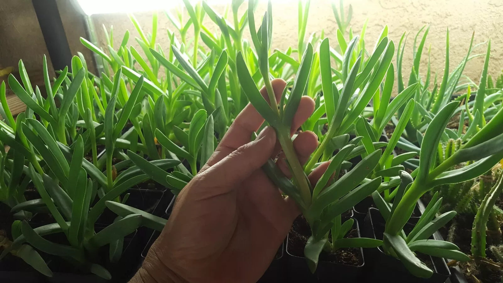 Live Cooper's Ice Plant Cuttings, Coastal Pig Face, Succulent Ground Cover, Delosperma cooperi, Drought-Tolerant, Full Sun