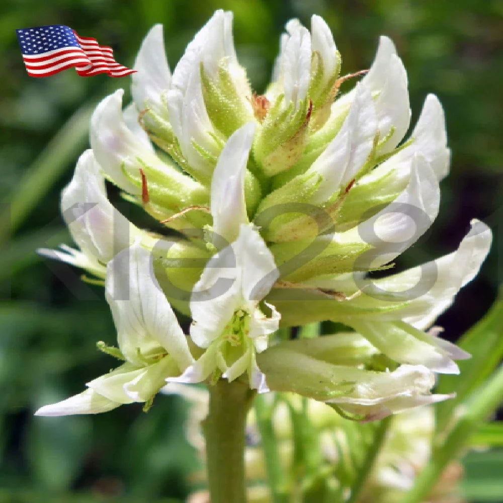 Licorice Root Plant - Live Perennial Herb in 4-Inch Pot - Glycyrrhiza Lepidota for Edible Gardens