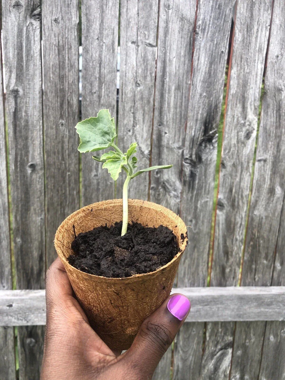 Sugar Baby Watermelon Seedling Live Plant - Citrullus lanatus - Sweet Home Garden Variety
