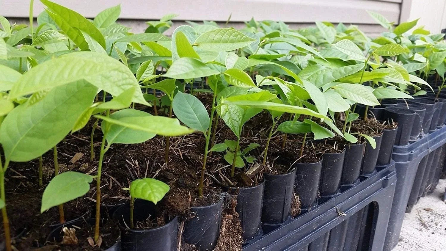 Pawpaw Tree Seedling - Live Asimina Triloba - Native Fruit Tree for Garden or Landscape