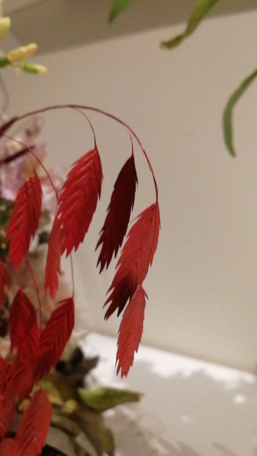 Northern Sea Oats Live Plants – 5 Rooted Ornamental Grass Chasmanthium latifolium for Garden Borders & Containers