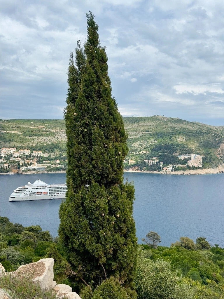 Italian Cypress Seeds - Cupressus sempervirens - Drought-Tolerant Evergreen Tree for Landscaping and Privacy Screens