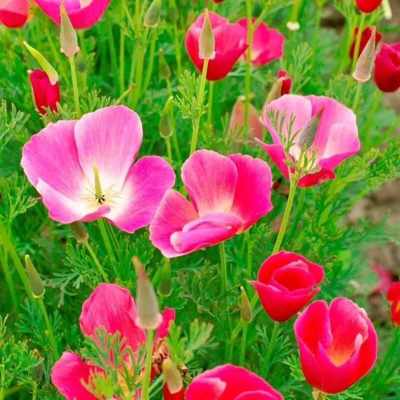Poppy Flower Seeds 50 Carmine King Papaver rhoeas for Garden, Bright Red Blooms, Easy to Grow, Pollinator Friendly