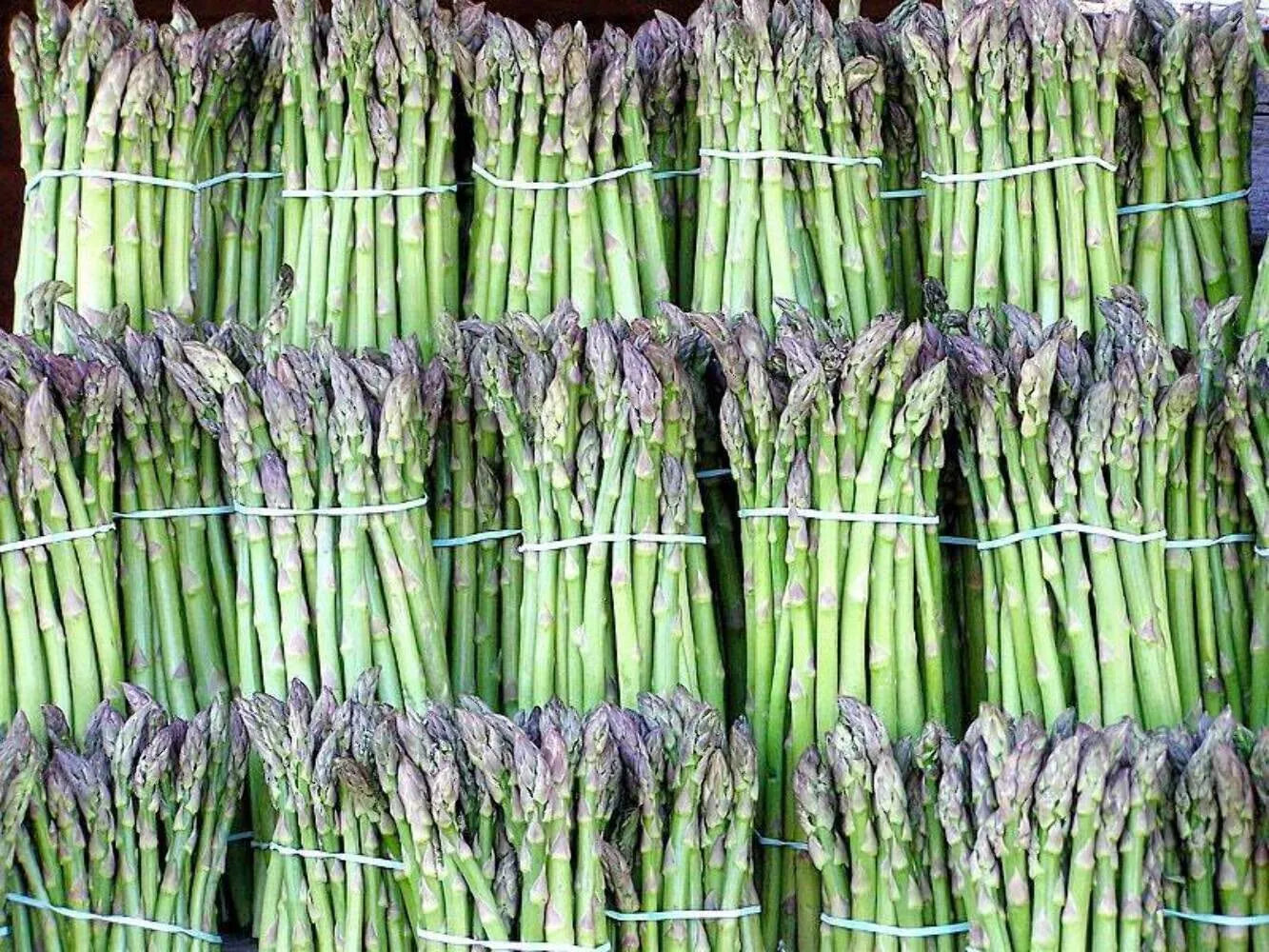 Asparagus Seeds - 100+ Heirloom UC72 Organic Non-GMO - Mary's Granddaughter Variety